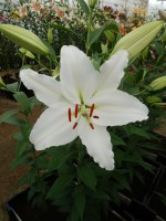 [4360 White Spear DJ No02.JPG]